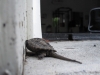 Maybe Big Turtle's Baby?? They just can't get enough Belley Fitness