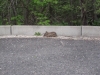 My Favorite Bunny at the Studio